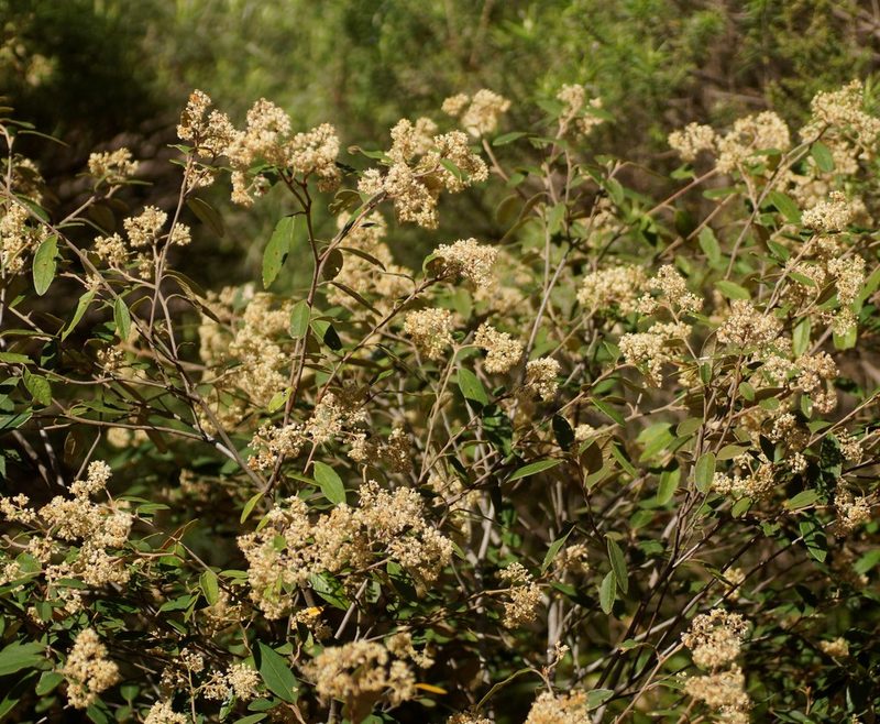 Pomaderris wendlandiana, photographed by Rod Lowther