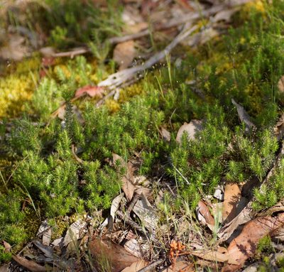 Acrotriche serrulata, photographed by Rod Lowther