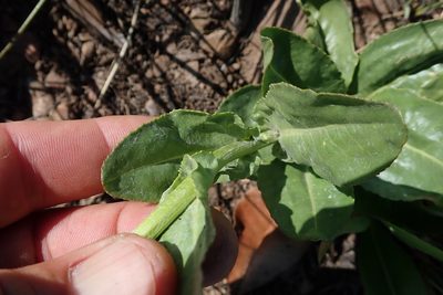 Senecio coronatus, photographed by Jimmy Whatmore