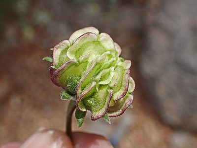 Dimorphotheca cuneata, photographed by Di Turner