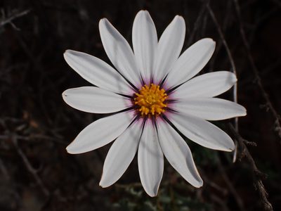 Dimorphotheca cuneata, photographed by Di Turner
