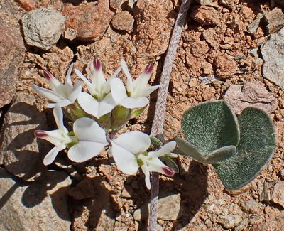 Lotononis pumila, photographed by Di Turner