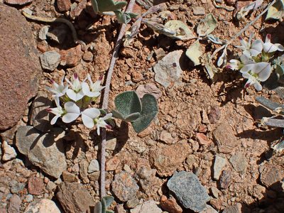 Lotononis pumila, photographed by Di Turner