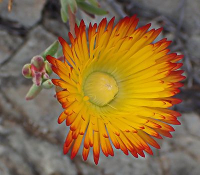 Drosanthemum bicolor, photographed by Di Turner