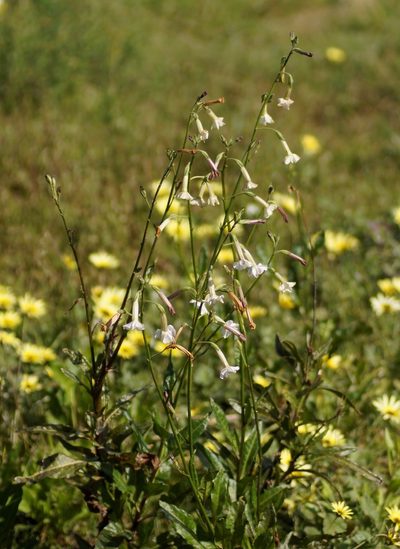 Nicotiana suaveolens, photographed by Rod Lowther