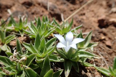 Craterocapsa tarsodes, photographed by Jimmy Whatmore