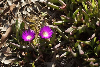 Carpobrotus modestus, photographed by Rod Lowther