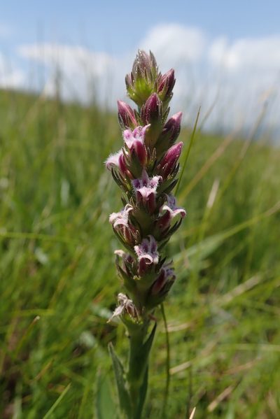 Cyphia smutsii, photographed by Jimmy Whatmore
