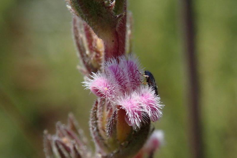 Cyphia smutsii, photographed by Jimmy Whatmore