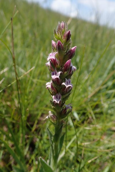 Cyphia smutsii, photographed by Jimmy Whatmore