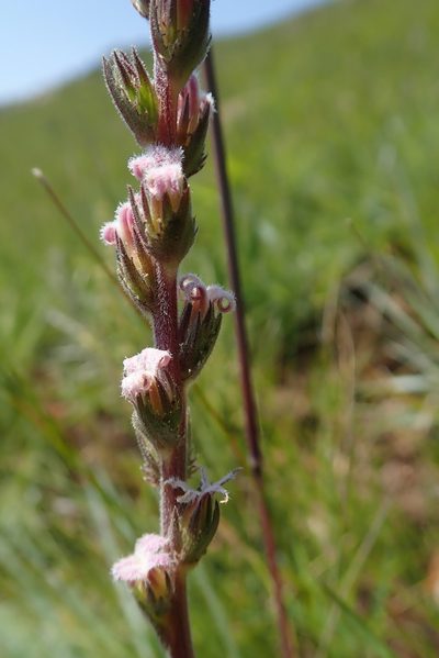 Cyphia smutsii, photographed by Jimmy Whatmore