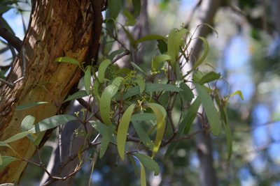 Muellerina eucalyptoides, photographed by Thomas Mesaglio