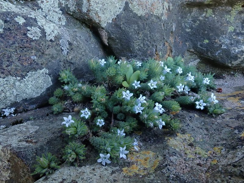 Wahlenbergia lycopodioides, photographed by Jimmy Whatmore