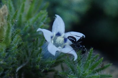 Wahlenbergia lycopodioides, photographed by Jimmy Whatmore