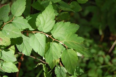 Spiraea chamaedryfolia, photographed by Alexander Dubynin