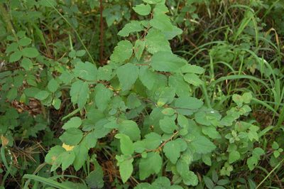 Spiraea chamaedryfolia, photographed by Alexander Dubynin