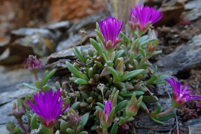 Delosperma vandermerwei, photographed by Jimmy Whatmore