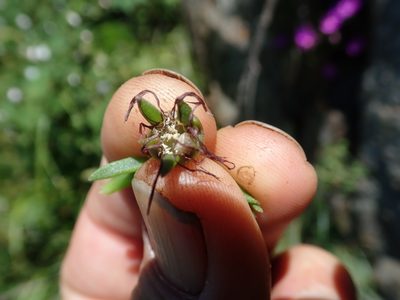 Delosperma vandermerwei, photographed by Jimmy Whatmore