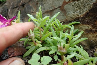 Delosperma vandermerwei, photographed by Jimmy Whatmore