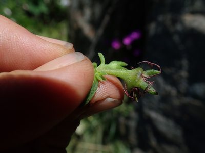 Delosperma vandermerwei, photographed by Jimmy Whatmore