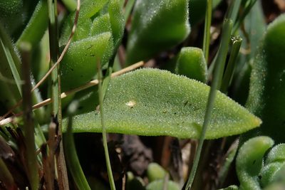 Delosperma sutherlandii, photographed by Jimmy Whatmore