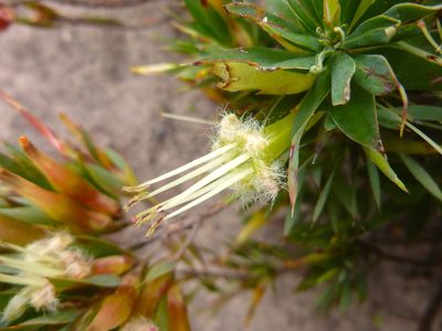 Styphelia adscendens, photographed by Kiri Bee