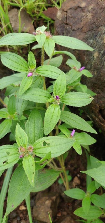 Osbeckia muralis, photographed by S.MORE
