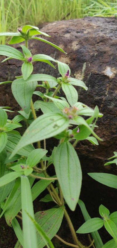 Osbeckia muralis, photographed by S.MORE