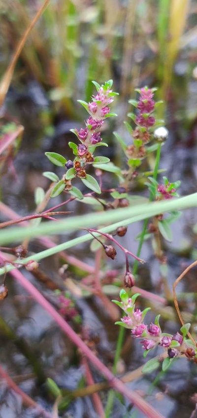 Rotala malampuzhensis, photographed by S.MORE