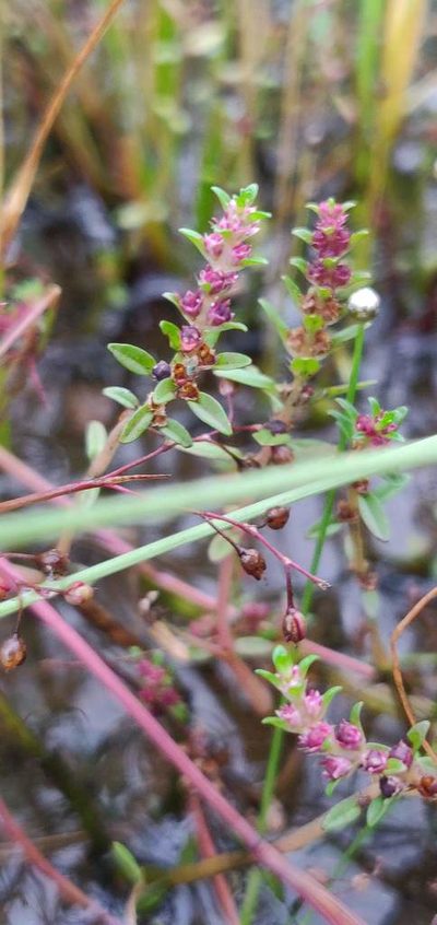 Rotala malampuzhensis, photographed by S.MORE