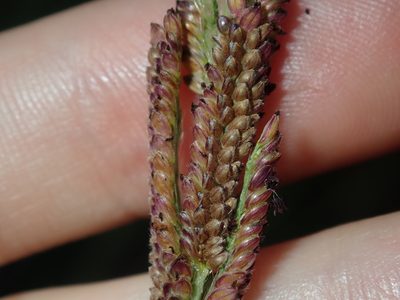 Paspalum quadrifarium, photographed by Thomas Mesaglio