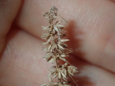 Echinopogon caespitosus, photographed by Thomas Mesaglio