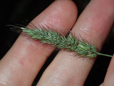 Echinopogon caespitosus, photographed by Thomas Mesaglio