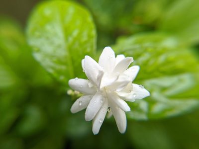 Jasminum sambac, photographed by Amaljit Bharali