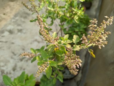 Ocimum tenuiflorum, photographed by Amaljit Bharali