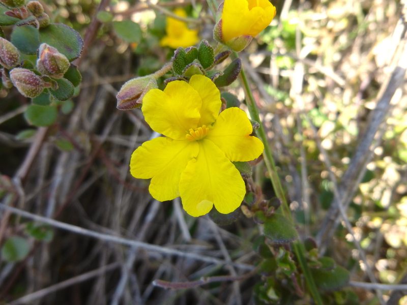 Hibbertia truncata, photographed by Kiri Bee