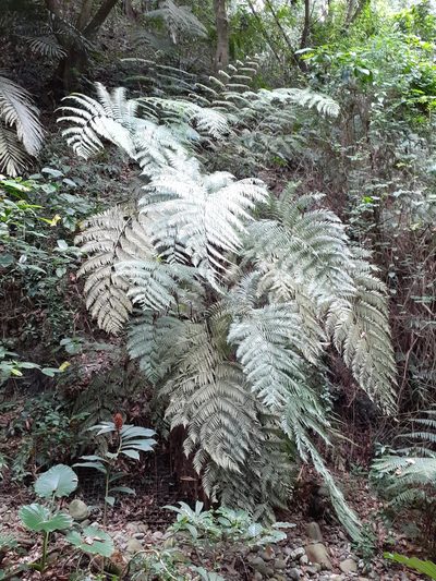 Cibotium taiwanense, photographed by 雲一百香果