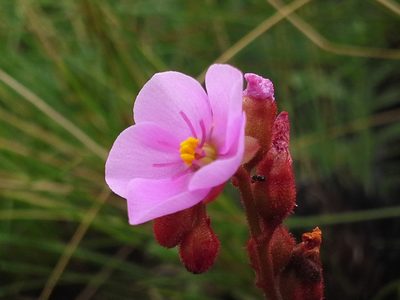 Drosera dielsiana, photographed by Jimmy Whatmore