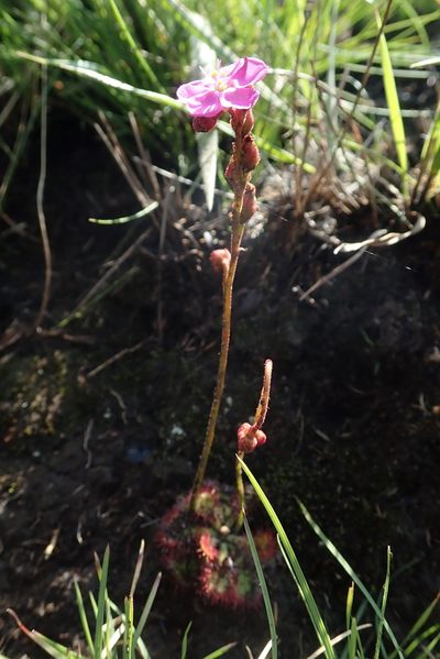 Drosera dielsiana, photographed by Jimmy Whatmore