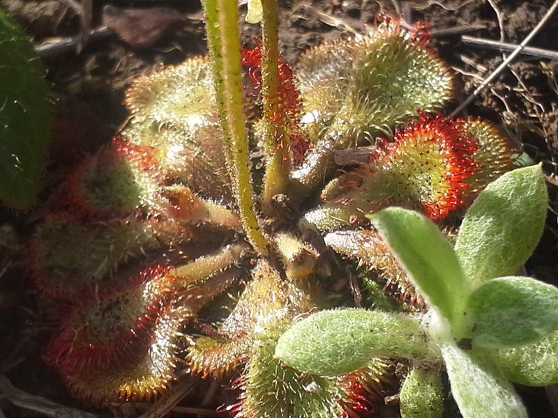 Drosera dielsiana, photographed by Jimmy Whatmore