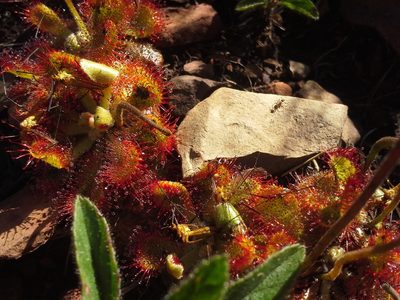 Drosera dielsiana, photographed by Jimmy Whatmore