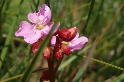 Drosera dielsiana, photographed by Jimmy Whatmore