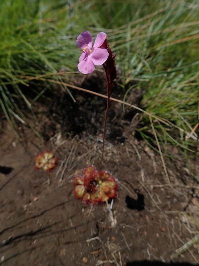 Drosera dielsiana, photographed by Jimmy Whatmore