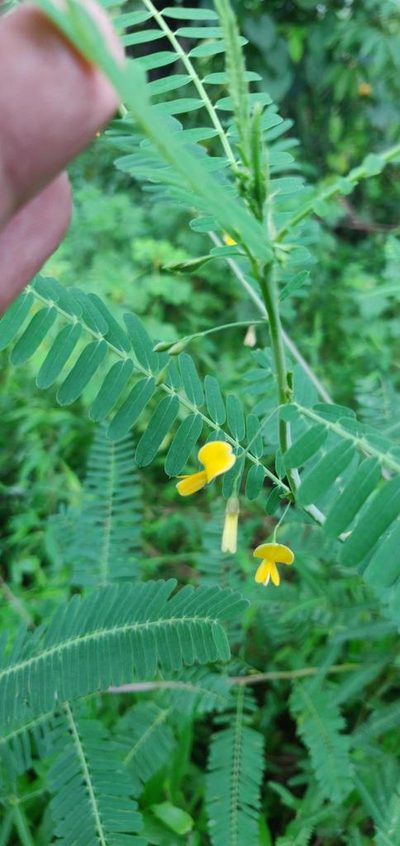 Sesbania bispinosa, photographed by S.MORE