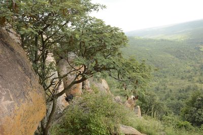 Albizia amara, photographed by Siddarth Machado