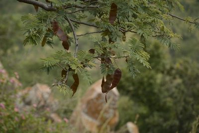 Albizia amara, photographed by Siddarth Machado
