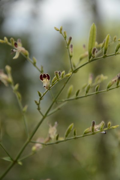 Andrographis lineata, photographed by Siddarth Machado