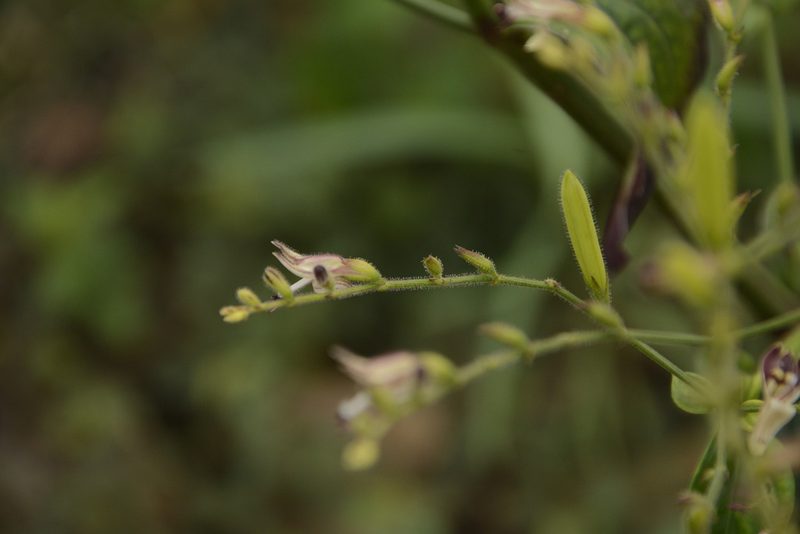 Andrographis lineata, photographed by Siddarth Machado