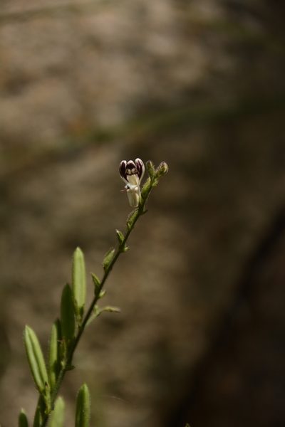 Andrographis lineata, photographed by Siddarth Machado