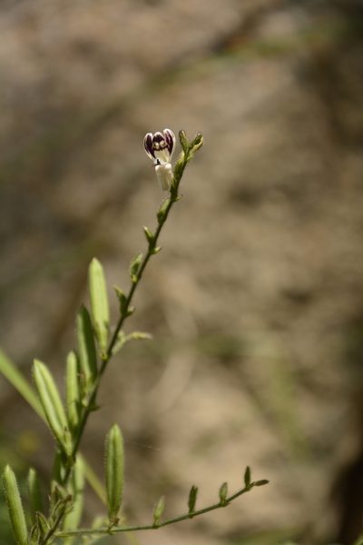 Andrographis lineata, photographed by Siddarth Machado